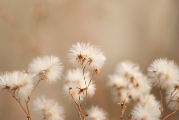 Dandelions in meadow