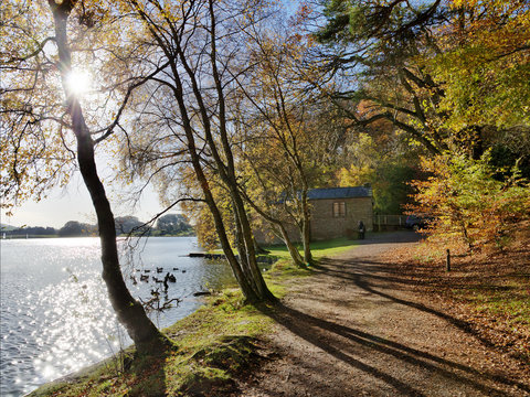 Trees at Talkin Tarn on an Autumn day.