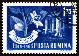 Postage stamp Romania 1963 Beech Forest and Branch