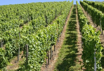 Fototapeta na wymiar hilly vineyard #4, Stuttgart