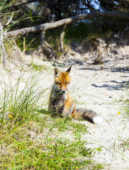 fox in the dunes at the beach