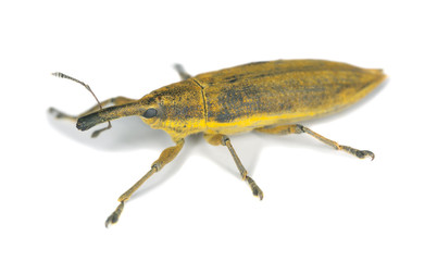 Yellow weevil, Lixus paraplecticus isolated on white