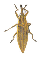Yellow weevil, Lixus paraplecticus isolated on white