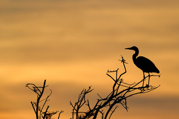 Grey Heron in treetop with sunset.
