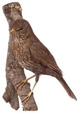 Amsel (Turdus merula) freigestellt