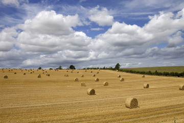 dry hay