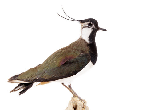 Kiebitz (Vanellus vanellus) freigestellt