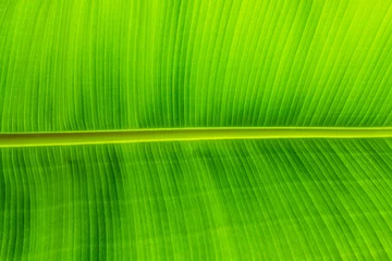Gardinen Texturhintergrund des hintergrundbeleuchteten grünen blattes © pwollinga