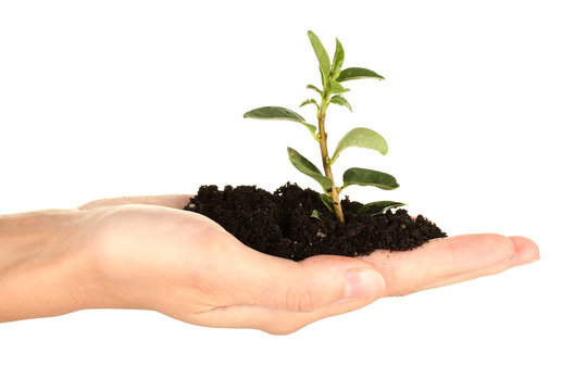 woman's hand holding a plant growing out of the ground,