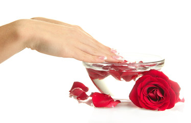 woman hand with glass bowl of water with petals, isolated