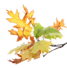 twig of oak with autumn yellow leaves, isolated on white
