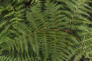 Close up of a fern leaf