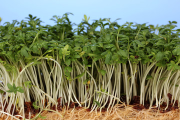 Fresh cress salad on blue background