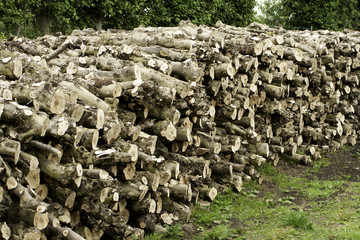 Pile of logs in springtime