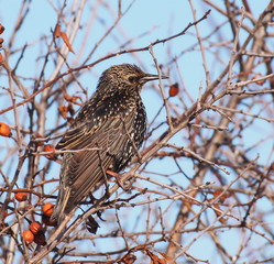 Common Starling, Sturnus vulgaris