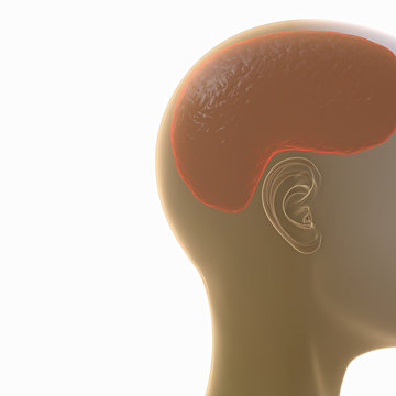 Brain - abstract 3D render