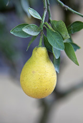 yellow citrus