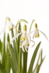 Snowdrop flowers