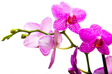 Pink streaked orchid flower, isolated 