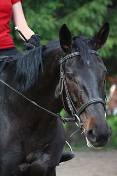 Beautiful sport horse portrait during dressage test