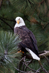 bald eagle portrait
