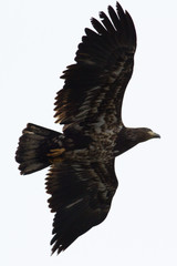 Juvenile bald eagle