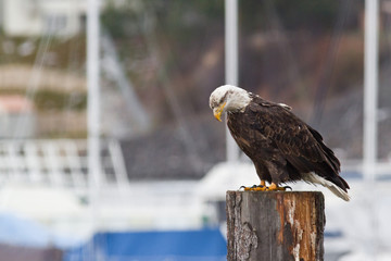 Young Bald eagle