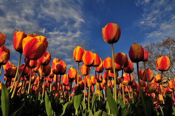 Fototapeta na wymiar Czerwone żółte tulipany - ¯ółte Czerwone tulipany