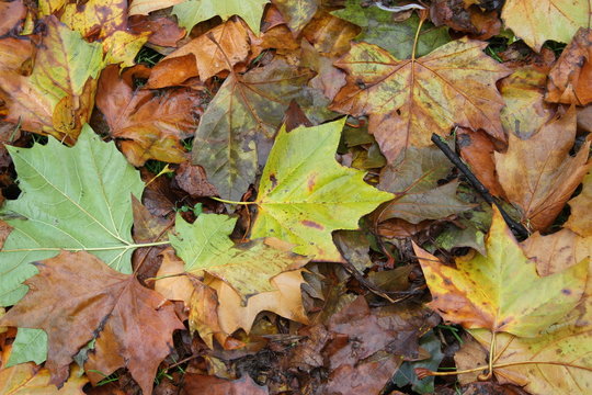 Feuilles
