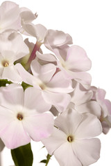 Fototapeta na wymiar Phlox flowers