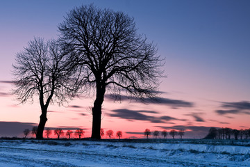after sunset trees at winter