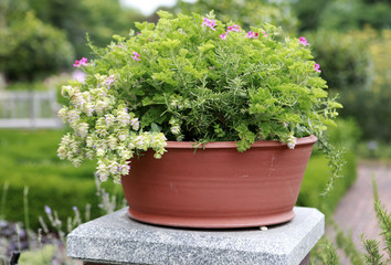 garden flowers