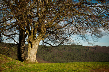 Obraz premium arbre château de Lutzelbourg
