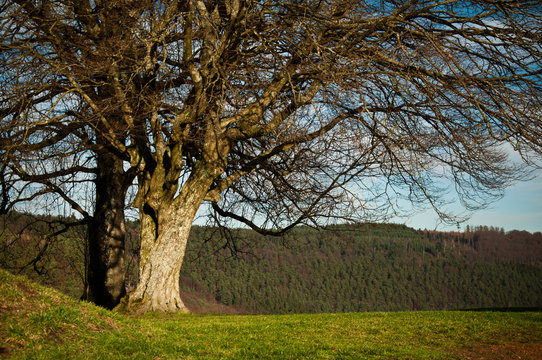 arbre ch&acirc;teau de Lutzelbourg