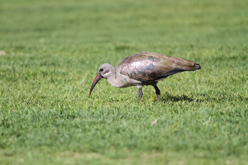 Ibis d'afrique du Sud