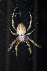 Barn spider, Araneus cavaticus, dorsal view, on web