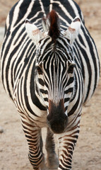 Naklejka premium zebra