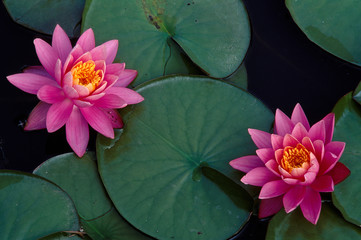 Bright pink water lillies flating on a calm pond - obrazy, fototapety, plakaty