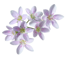 Cardamine Pratensis Flower