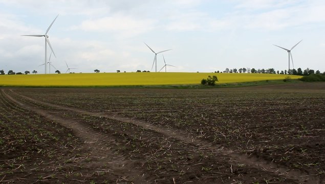 Windpark im Rapsfeld