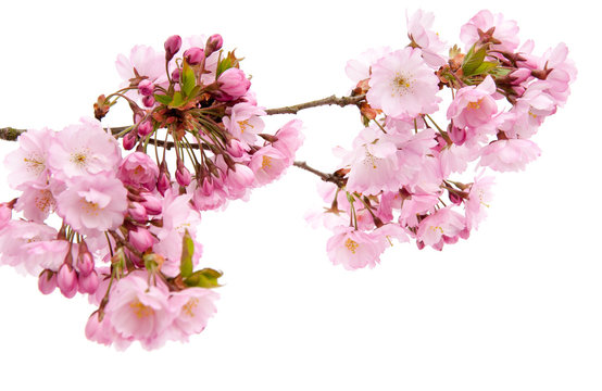 Japanische Zierkirsche