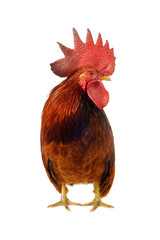 thoroughbred brown cock