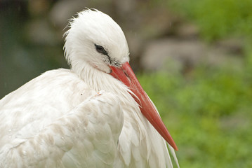 Stork