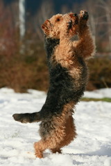Stehender Welsh Terrier