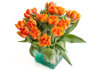 Orange Tulpen