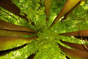 Fotobehang Under greenery - the beech canopy © satori