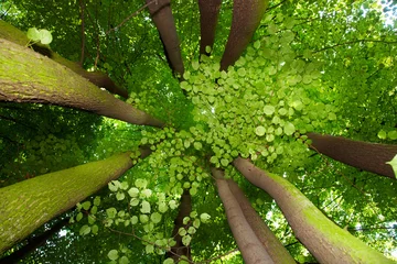 Under greenery - the beech canopy © satori