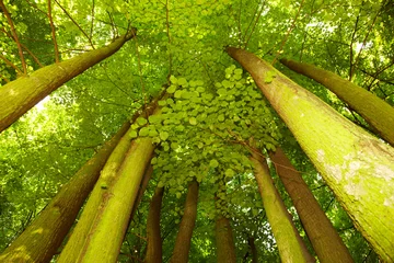  Under greenery - the beech canopy © satori