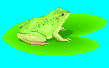 a Frog resting on a lotus leaf