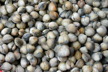 sea shells
